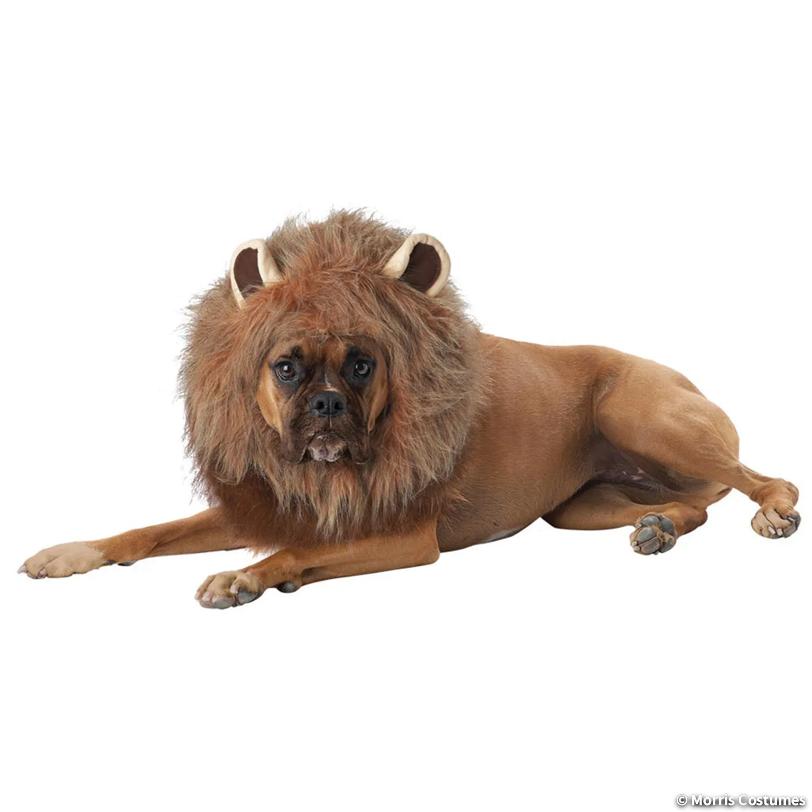 King of the Jungle Dog Costume, Medium