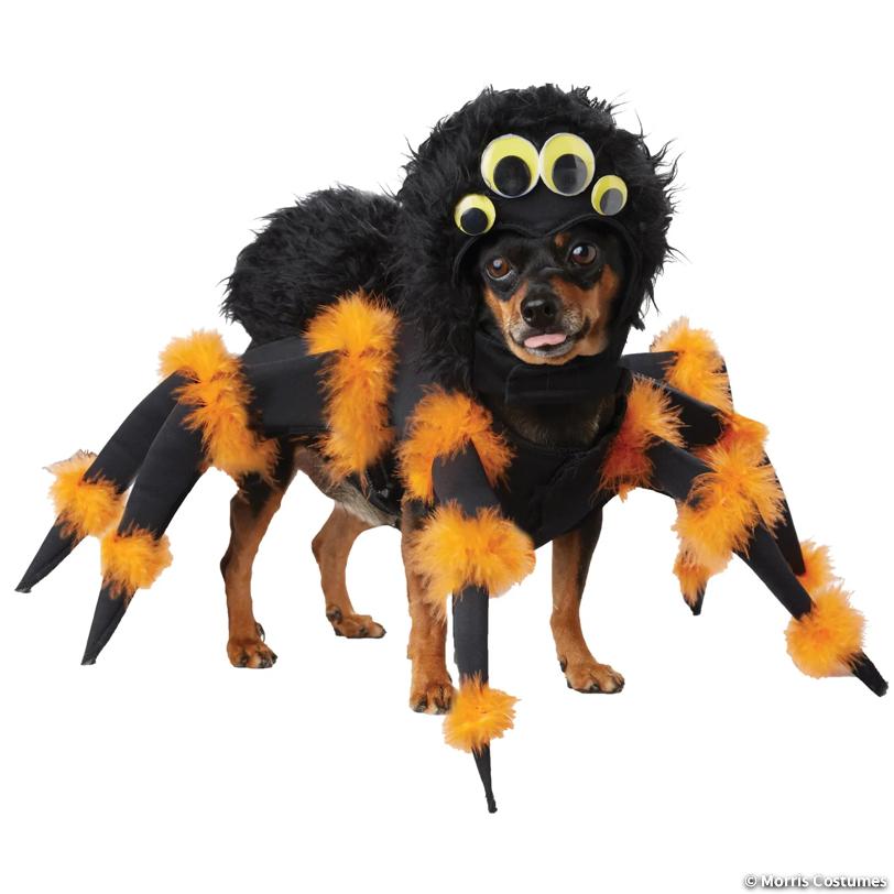 Spider Pup Dog Costume, Large